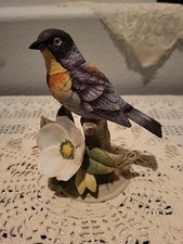 Andrea PARULA WARBLER