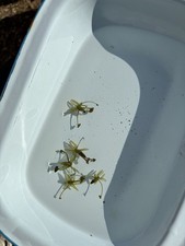 5X Baby Floating Frogbit Pond