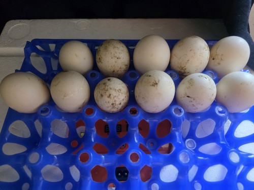 Cayuga pekin cross - 10+1,
