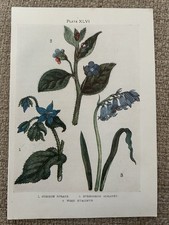 Antique 1912 Wildflower Print | Borage, Alkanet & Wood Hyacinth | Art Small