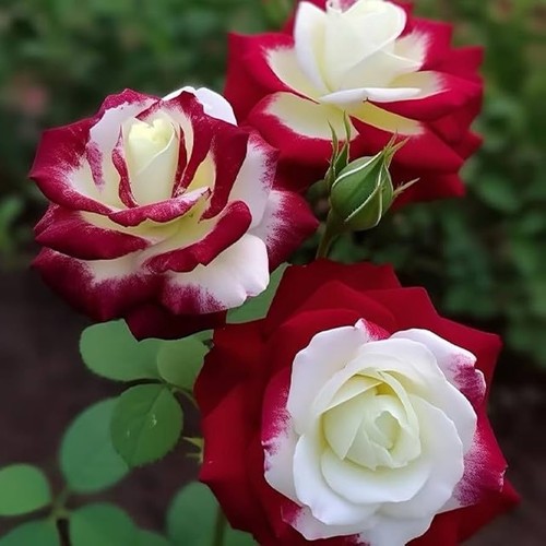 Rose seeds red and - white, easy