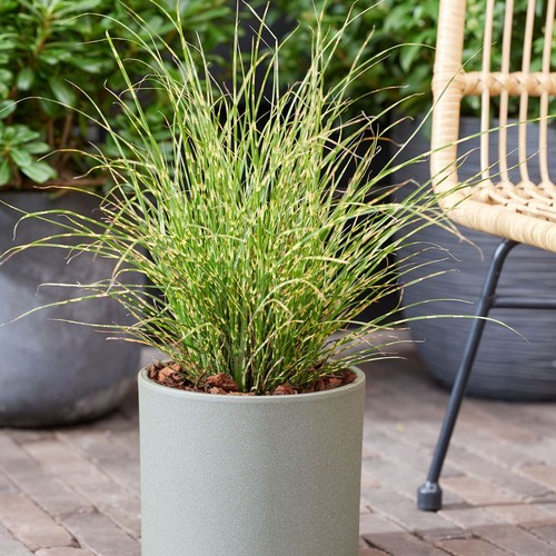 Grass miscanthus little tiger - miscanthus,