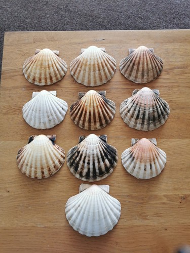 Scallop shells 10 - scallop,