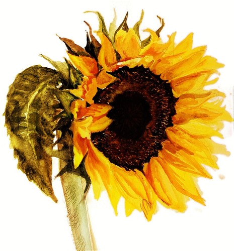 Sunflower painting watercolour