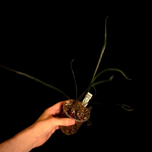 Elaphoglossum lanceolatum - ,