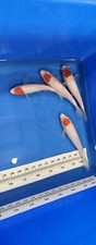 Imported Live Koi Fish - 8" -