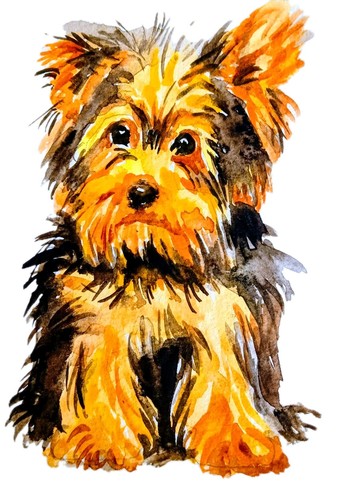 Yorkshire terrier dog - terrier,