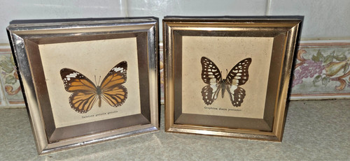 Pair framed butterfly - pair,