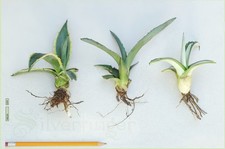 3 PUPS AGAVE AMERICANA Variety