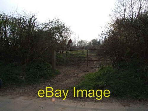 Photo 6x4 horses near - horses,