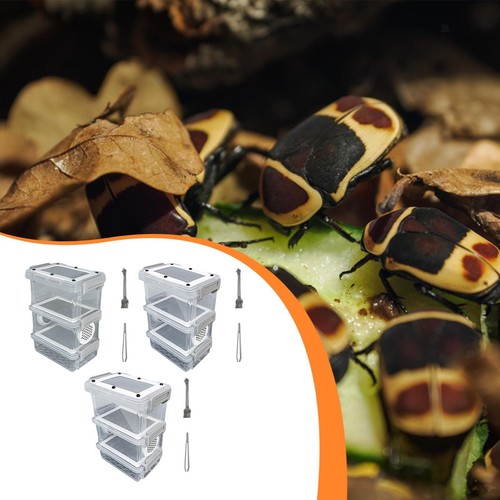 Roach feeding box - box, easy