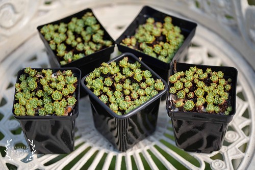 Live plant sedum - -, pachyclados