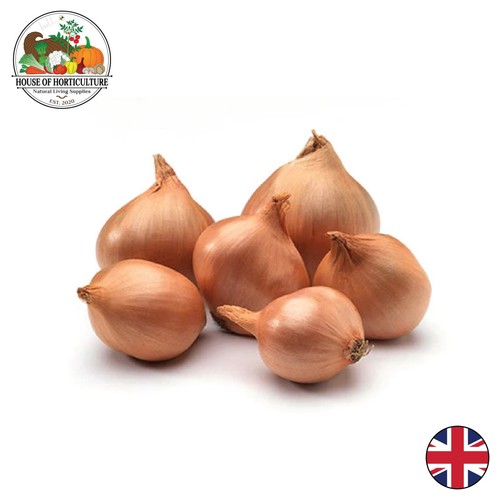 Fresh british round - shallots,