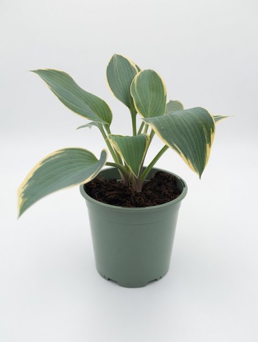 Variegated hosta plant 1l - hosta,