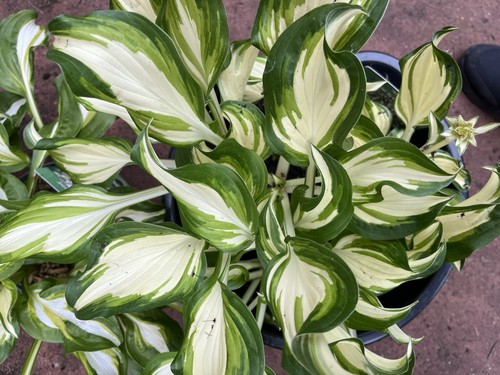 Hosta kiwi spearmint - hosta,