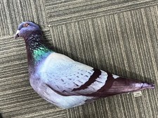 Plump Cushion Pigeon Soft Scatter Throw Pillow Cover Filled