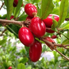 Miracle Berry Bush - 14"-24"