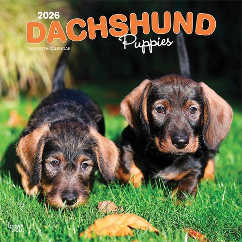 Dachshund puppies calendar - puppies,