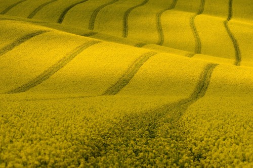 Photo wall mural fields - photo,