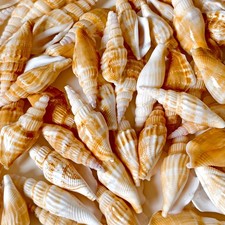 Doxander vittatus Sea Shells