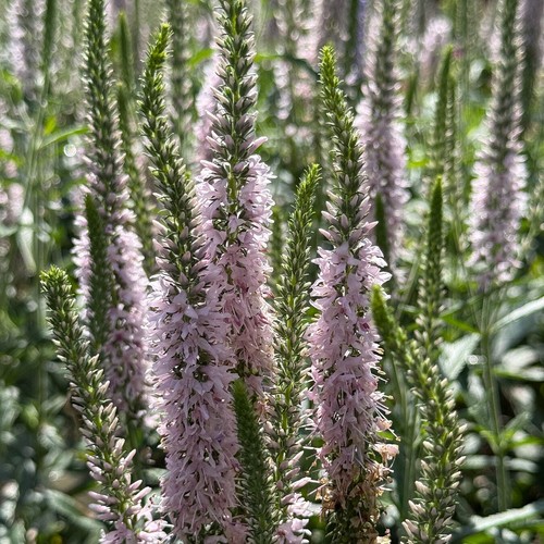 Veronica pink moody blues - moody, 3