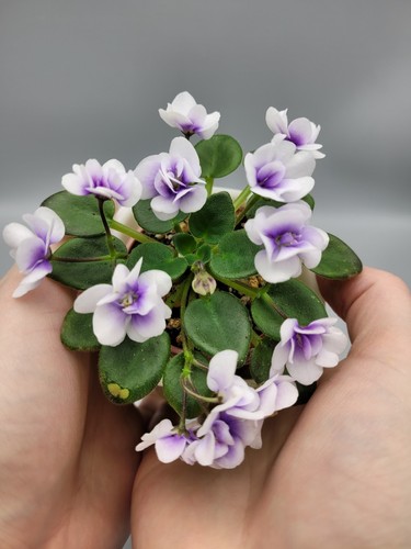 Miniature african violet - miniature,