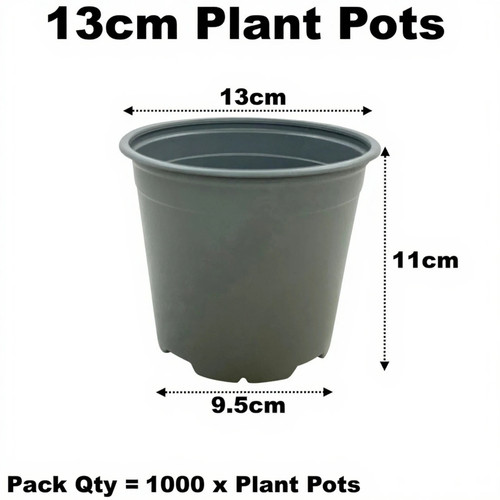 13cm plant pots - plant,