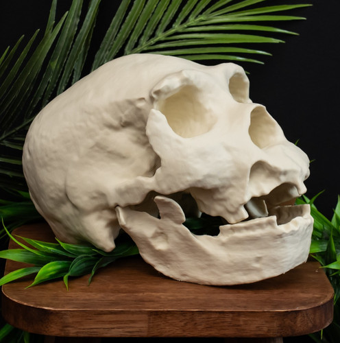 Homo heidelbergensis skull - homo,