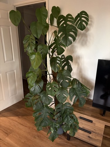 Large mature monstera - large,