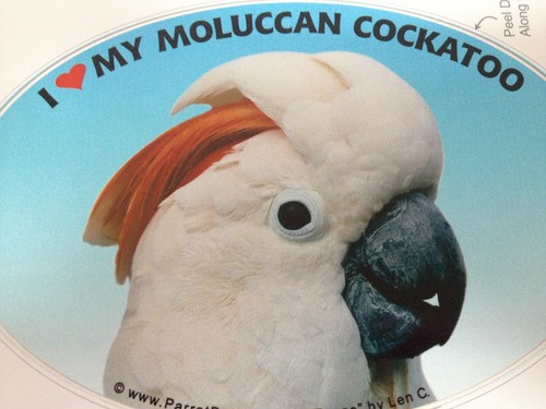 Moluccan cockatoo parrot - moluccan,