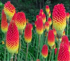 Kniphofia Red Hot Poker HP, 60 Seeds Hardy Perennial, Grow Stunning Tall Plants!