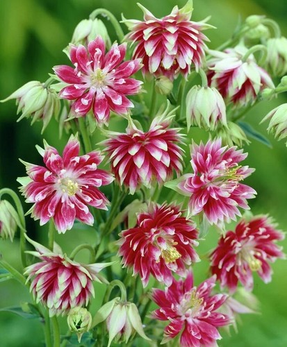 Aquilegia seeds nora - 25,