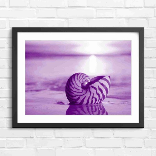 Nautilus shell sunset - nautilus,