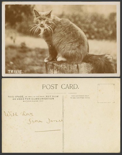 Maine coon cat kitten - cat,