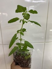 Tulsi holy basil - holy,