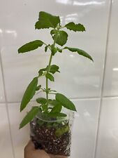 Tulsi Holy Basil plant, Tulsi