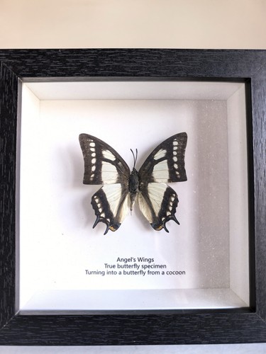 Framed angel wings real - "angel's, wings"