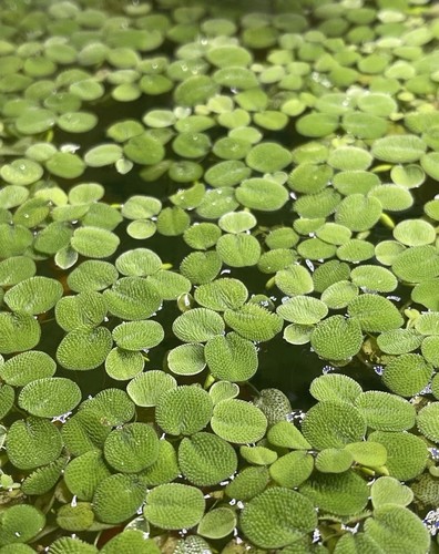 Salvinia natans floating plant - salvinia,