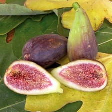 1x Fig Plant (Potted Brown