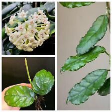 Hoya villosa. Glossy Firm