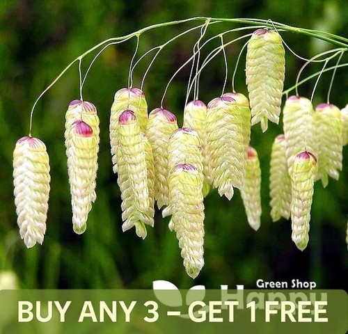 Greater quaking grass - greater,