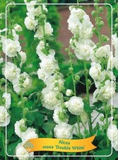 2 X Alcea Hollyhock Rosea