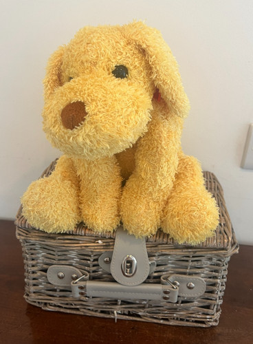 Superdrug golden yellow - yellow, puppy
