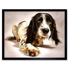 Springer Spaniel Cute Dog