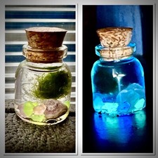 Self sustaining mini marimo - self,
