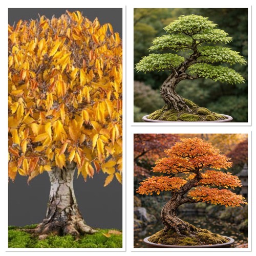 Japanese elm bonsai tree 4 - bonsai, tree.