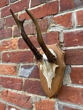 Nice Real Antique Roe Deer/Buck Skull/Antlers - Capreolus capreolus - Taxidermy