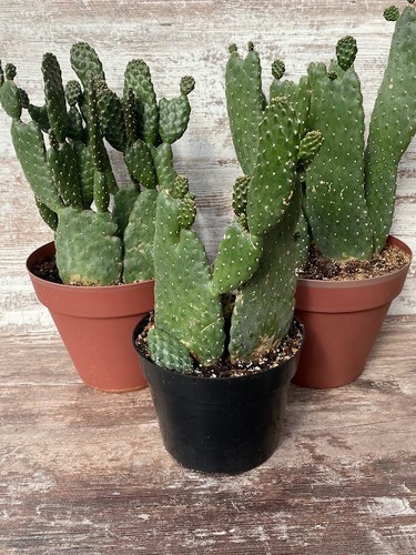 Road kill cactus - cactus, opuntia
