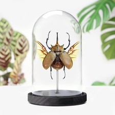Elephant Beetle Insect Bug