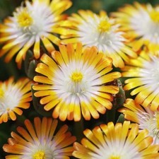 Delosperma plug plants